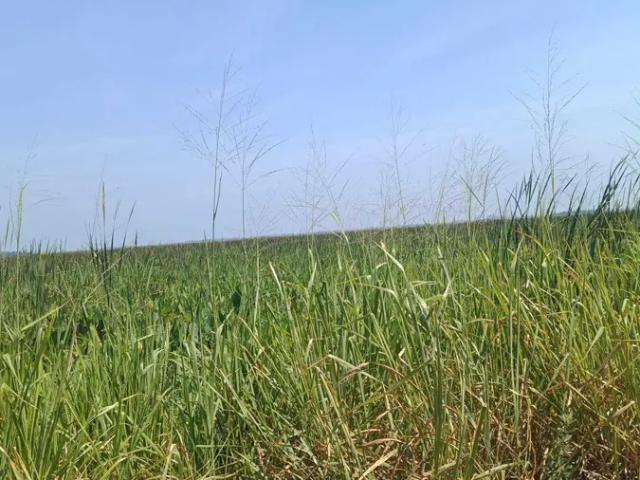 Terreno en venta en Minatitlan, Minatitlán, Veracruz de Ignacio de la Llave