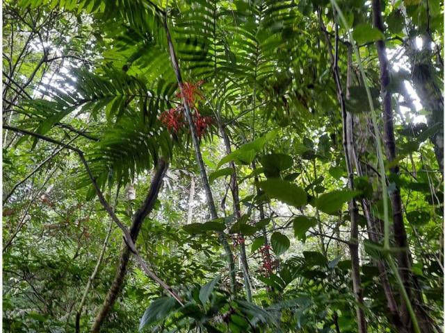 Terreno en venta en Armando Zebadua, Ocozocoautla de Espinosa, Chiapas