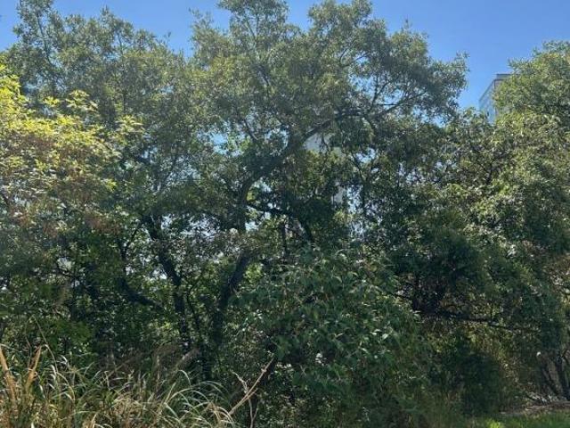 TERRENO EN VENTA EN BOSQUE REAL
