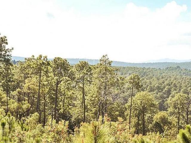 TERRENO EN VENTA EN BOSQUES DE LA CAÑADA, TAPALPA