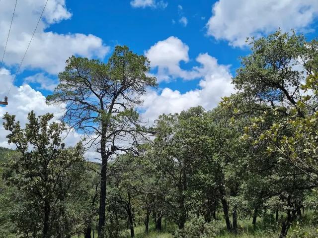Terreno en venta en Bosques de Montesión, Durango, Durango