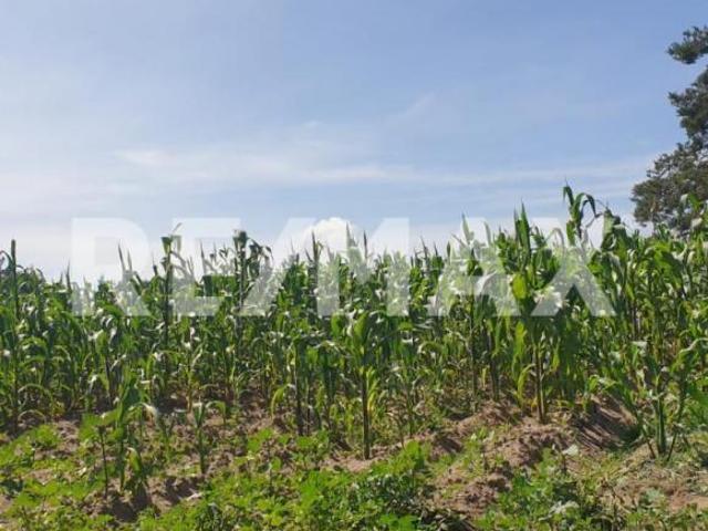 Terreno en Venta en Cuapiaxtla, Estado de Tlaxcala 4