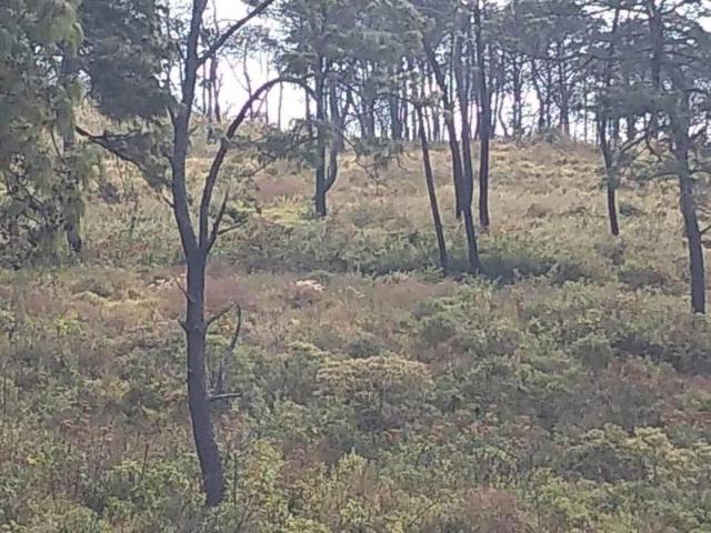 Terreno en venta en Cuauhtemoc, Cuauhtémoc, Colima