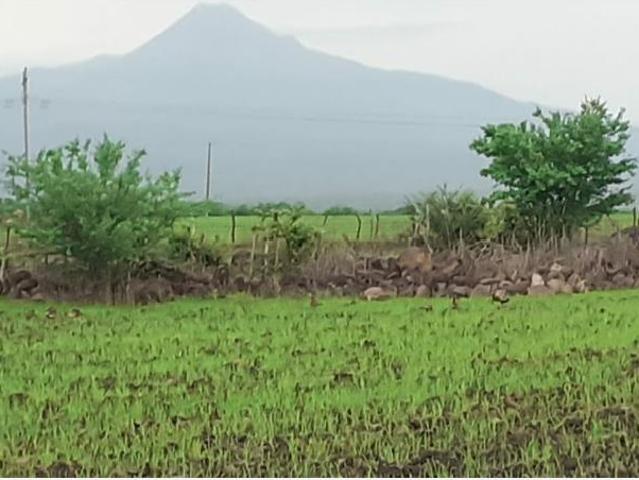 Terreno en venta en Cuauhtemoc, Cuauhtémoc, Colima