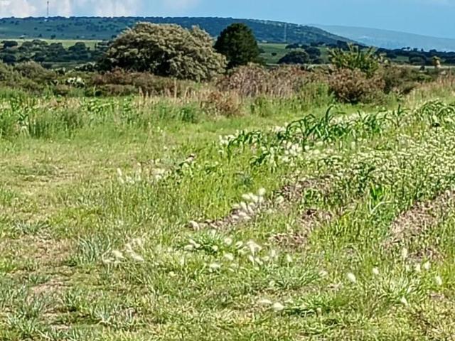 Terreno en Venta en Cieneguita Durango