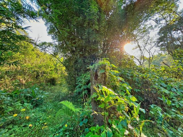 Terreno en Venta en Coatepec Veracruz 3 hectareas