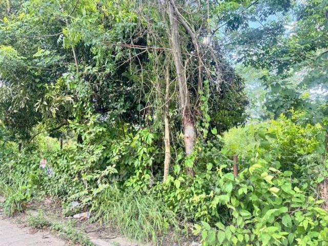 TERRENO EN VENTA EN COL REVOLUCION VERDE, POZA RICA