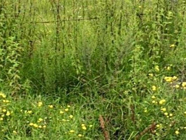 Terreno en Venta en Col. San Mateo Capulhuac, Otzolotepec, México