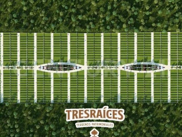 Terreno en Venta en Desarrollo Tres Raices Lote 224, en Flamboyanes, Progreso