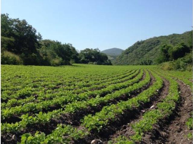 Terreno en venta en El Cajoncito, Tlaltizapán de Zapata, Morelos