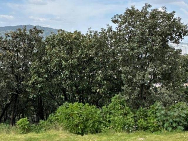 Terreno en Venta en Fraccionamiento Los Leones, Bugambilias