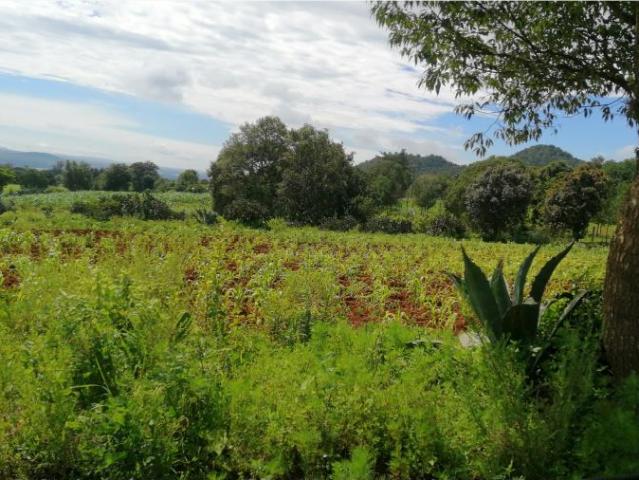 Terreno en venta en Huasca de Ocampo Centro, Huasca de Ocampo, Hidalgo