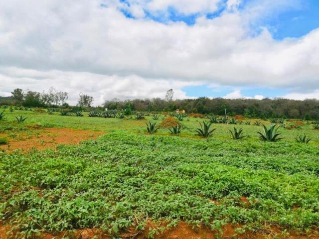 Terreno en venta en Huasca de Ocampo Centro, Huasca de Ocampo, Hidalgo