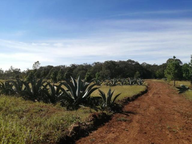 Terreno en venta en Huasca de Ocampo Centro, Huasca de Ocampo, Hidalgo