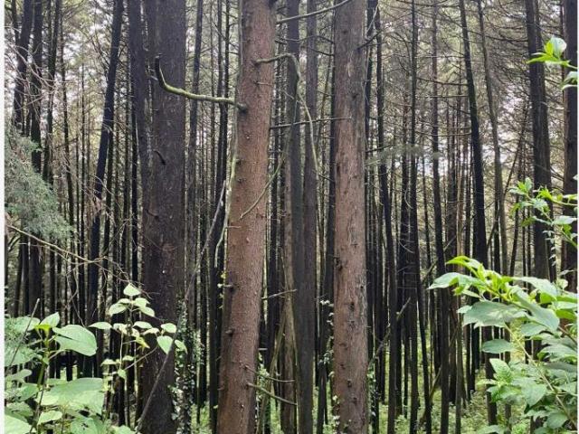 Terreno en venta en Hacienda San Martín, Ocoyoacac, México