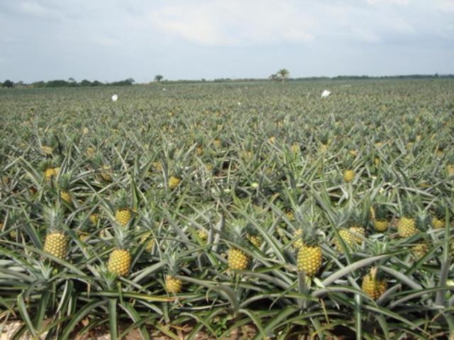 Terreno en venta en Jardines de Tecomán, Tecomán, Colima