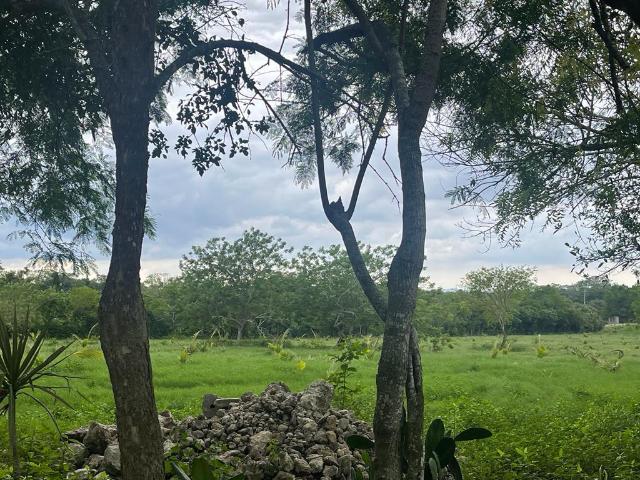 Terreno en Venta en Los Ejidos Tampico Alto Ver