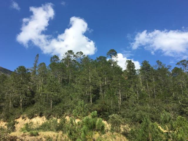 Terreno en venta en Los Lirios, Arteaga, Coahuila de Zaragoza