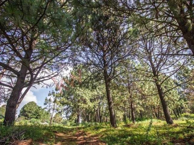 Terreno en venta en Real de Encinos, Tapalpa, Jalisco