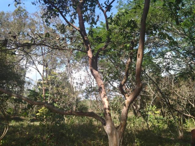 Terreno en venta en Suchitlan, Comala, Colima