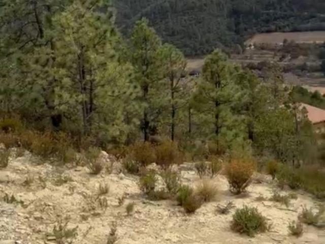 TERRENO EN VENTA EN SAN ANTONIO DE LAS ALAZANAS, EJIDO LA CIRUELA