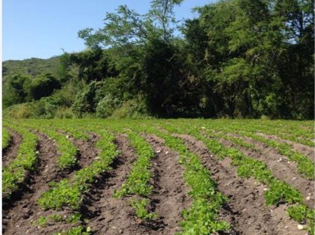 Terreno en venta en Santa Rosa Treinta, Tlaltizapán de Zapata, Morelos