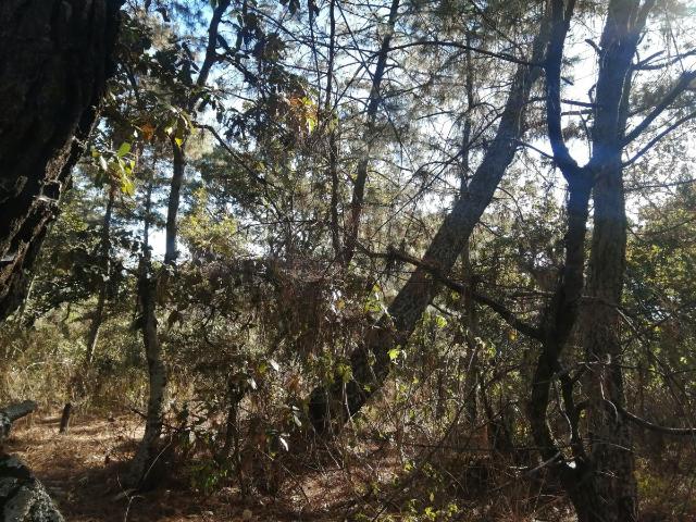 Terreno en venta en Tzintzuntzita, Tzintzuntzán, Michoacán de Ocampo