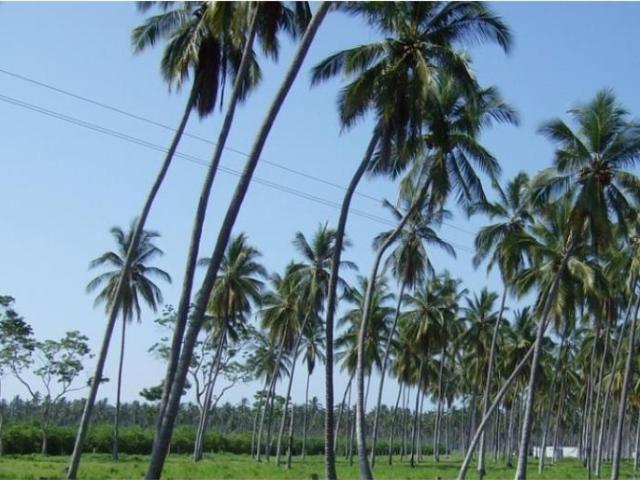 Terreno en venta en Tecoman Centro, Tecomán, Colima
