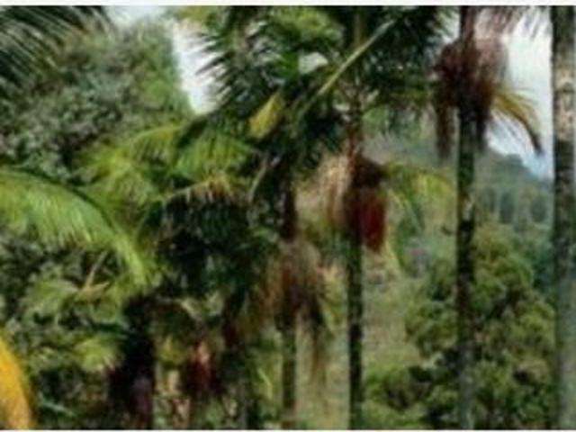 Terreno en venta en Tecuanillo, Tecomán, Colima