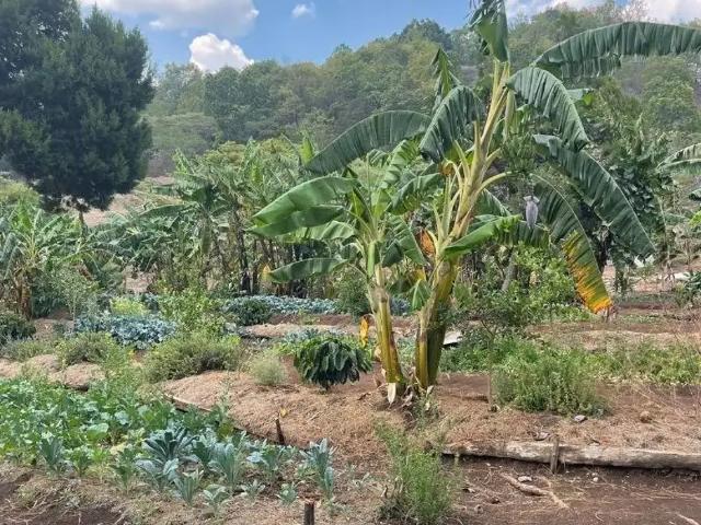 Terreno en venta en Teopisca Centro, Teopisca, Chiapas