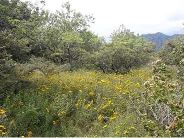 Terreno en venta en Tepoztlan