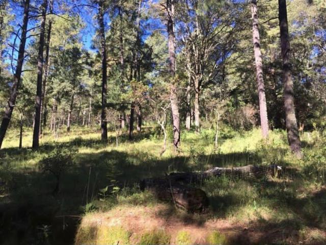 TERRENO EN VENTA EN TLAZALA DE ISIDRO FABELA