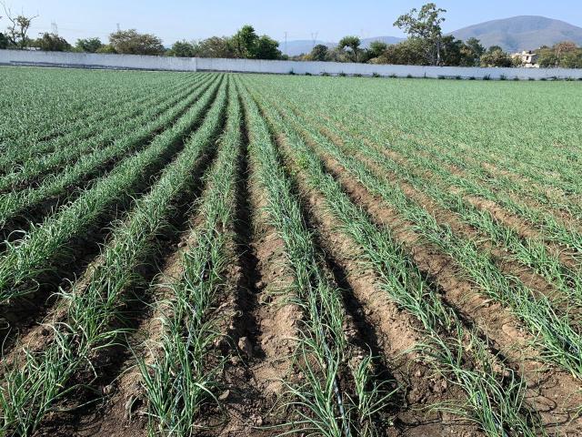 Terreno en venta en Yautepec, para desarrollo residencial, de uso comercial o siembra atenporal