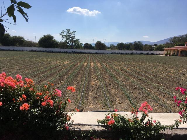 Terreno en venta en Yautepec, para desarrollo residencial, de uso comercial o siembra atenporal