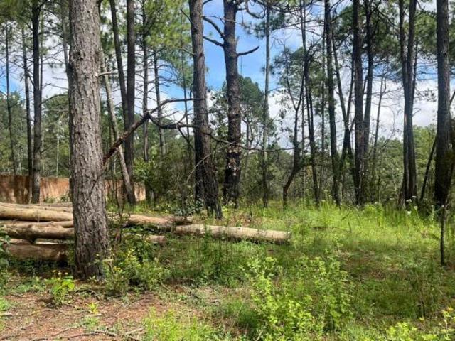 Terreno en Venta Huasca Hidalgo