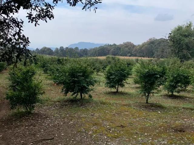 TERRENO EN VENTA, LOS PINOS TLALNEPANTLA, MORELOS