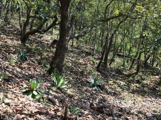 TERRENO EN VENTA POR AMECA, JALISCO