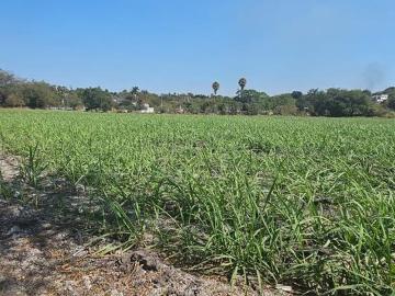 TERRENO EN VENTA POZA HONDA ZACATEPEC MORELOS