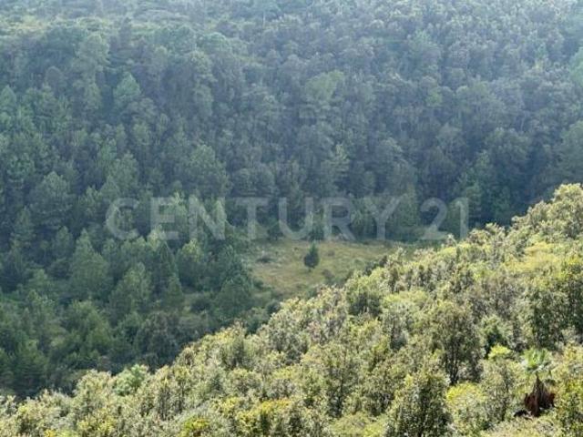 TERRENO EN VENTA, RUSTICO. RANCHERIA EL MANZANILLO, SAN CRISTOBAL DE LAS CASAS