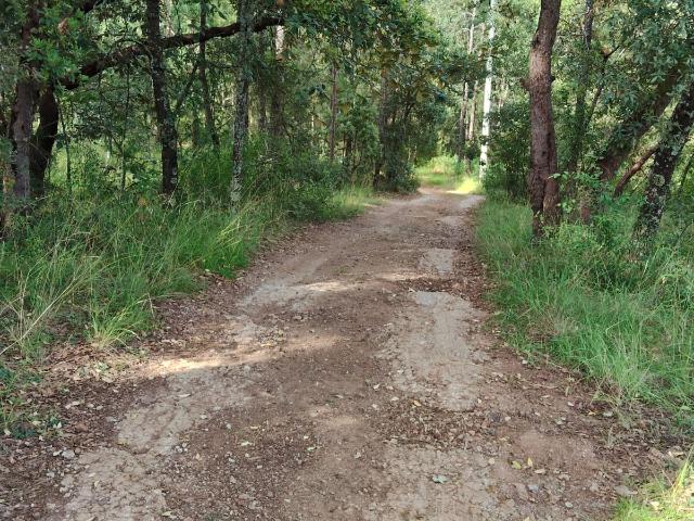 Terreno en VENTA San Jose Ocotillos Huasca De Ocampo Hgo