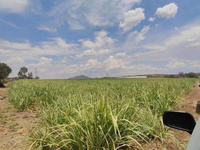 TERRENO EN VENTA 6 HECTÁREAS EN TALA, JALISCO LISTO PARA ESCRITURAR