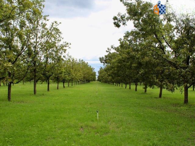 Terreno en Vente en Carretera Mezquital Durango