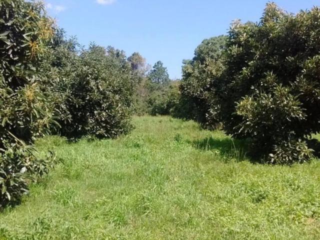 TERRENO EN VILLA MADERO SAN PEDRO MICHOACÁN
