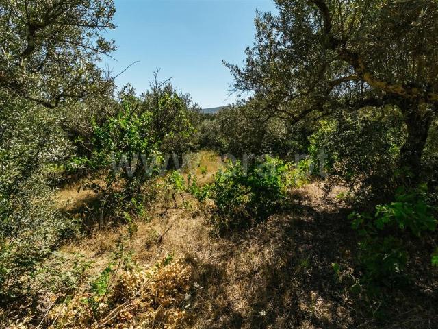 Terreno / Fundão, Carvalhal