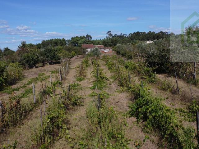 Terreno fértil com casa para renovação junto de aldeia tranquila