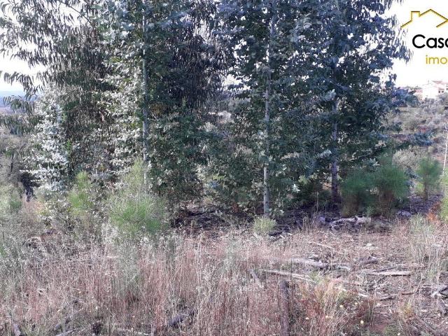 Terreno Florestal