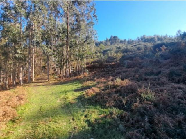 Terreno florestal