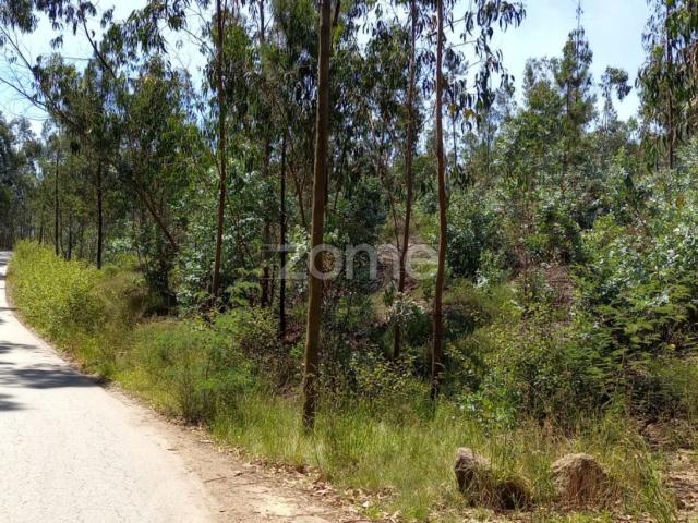 Terreno florestal 20000 m2 em Vilarinho das Cambas