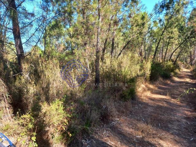 Terreno florestal com 16.000 m2 situado próximo da Barragem de Castelo do Bode