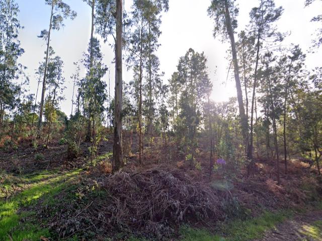 Terreno florestal com área total de 5.400m2 em Alheira Barcelos